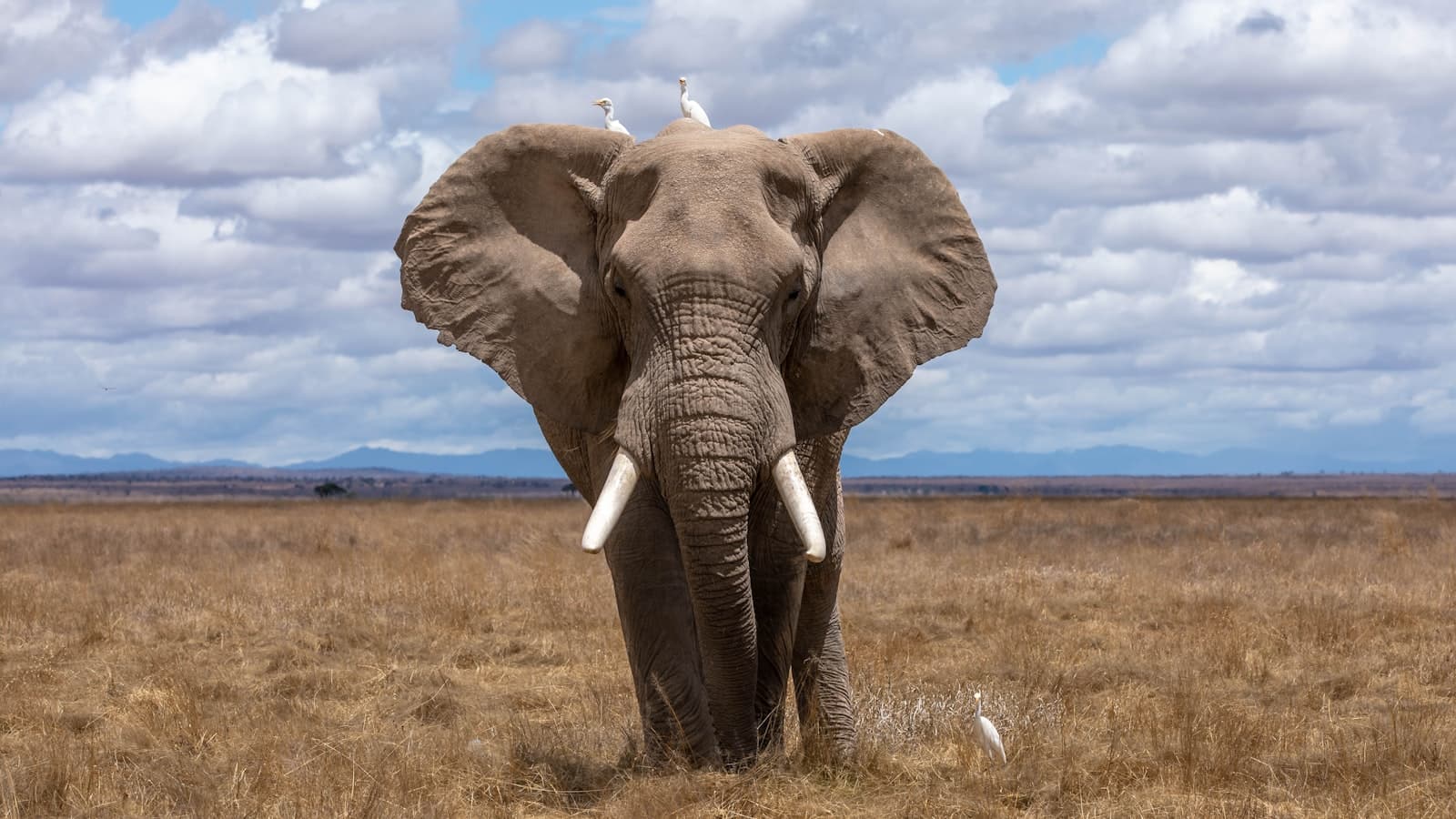 Botswana landscape